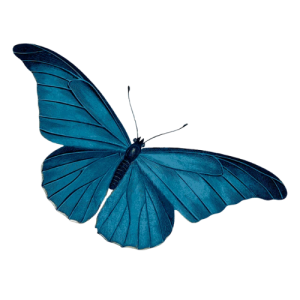 Sweet Corn Microgreen